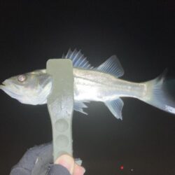 アジング、メバリング